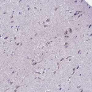Anti-WNT9B antibody produced in rabbit 