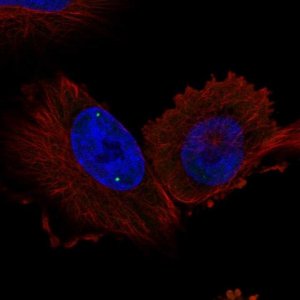 Anti-WRAP53 antibody produced in rabbit 