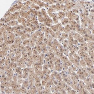 Anti-WSB1 antibody produced in rabbit 