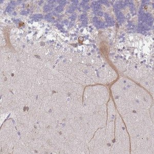 Anti-WSB2 antibody produced in rabbit 