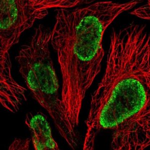 Anti-WSCD2 antibody produced in rabbit 