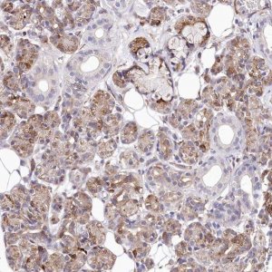Anti-WWC1 antibody produced in rabbit 