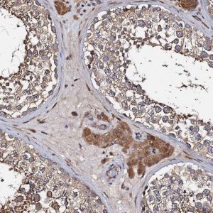 Anti-WWC3 antibody produced in rabbit 