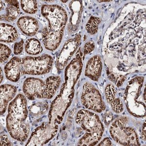 Anti-WWC3 antibody produced in rabbit 