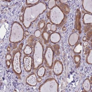 Anti-WWOX antibody produced in rabbit 