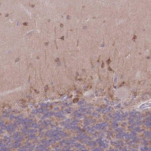 Anti-WWOX antibody produced in rabbit 