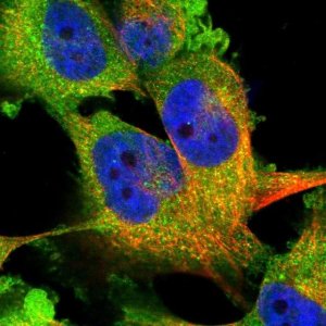 Anti-WWP1 antibody produced in rabbit 