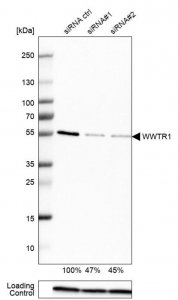 Anti-WWTR1 antibody produced in rabbit 