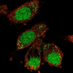 Anti-XAB2 antibody produced in rabbit 