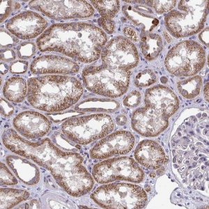 Anti-XAF1 antibody produced in rabbit 