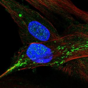 Anti-XAF1 antibody produced in rabbit 