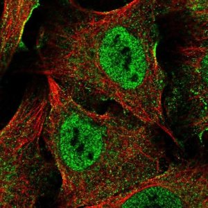 Anti-XAGE5 antibody produced in rabbit 
