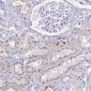 Anti-XCL1 antibody produced in rabbit 