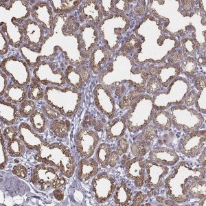 Anti-XDH antibody produced in rabbit 