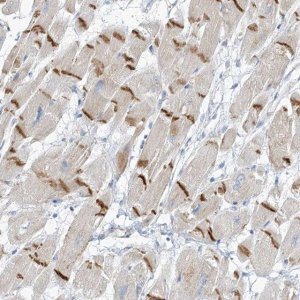 Anti-XIRP2 antibody produced in rabbit 