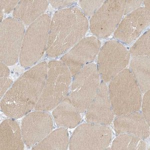 Anti-XIRP2 antibody produced in rabbit 