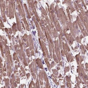 Anti-XK antibody produced in rabbit 