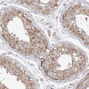 Anti-XKR3 antibody produced in rabbit 