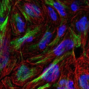 Anti-XKR6 antibody produced in rabbit 