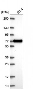 Anti-XKR6 antibody produced in rabbit 