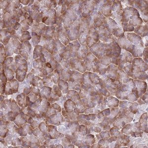 Anti-XKR8 antibody produced in rabbit 