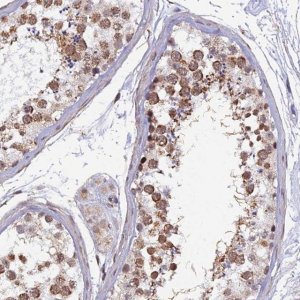 Anti-XKR9 antibody produced in rabbit 