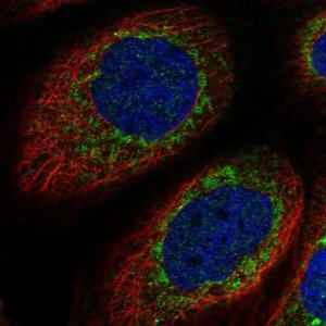 Anti-XKR9 antibody produced in rabbit 