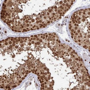 Anti-XPO1 antibody produced in rabbit 