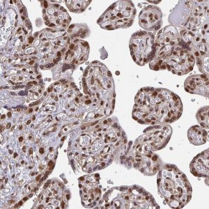 Anti-XPO1 antibody produced in rabbit 