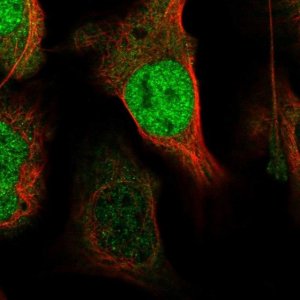Anti-XPO4 antibody produced in rabbit 