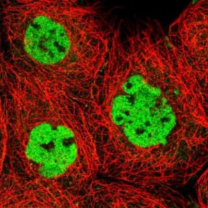 Anti-XRCC4 antibody produced in rabbit 