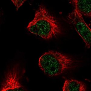 Anti-XRCC5 antibody produced in rabbit 