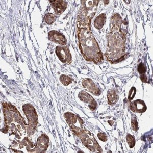 Anti-YAP1 antibody produced in rabbit 