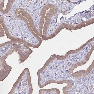 Anti-YAP1 antibody produced in rabbit 