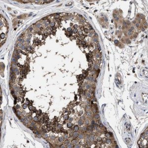 Anti-YBEY antibody produced in rabbit 