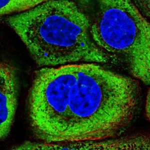 Anti-YBX1 antibody produced in rabbit 