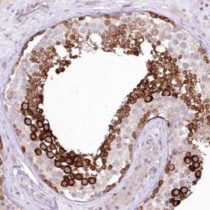 Anti-YBX3 antibody produced in rabbit 