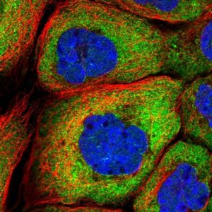 Anti-YBX3 antibody produced in rabbit 