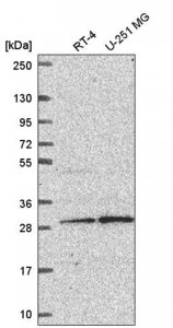 Anti-YIF1B antibody produced in rabbit 