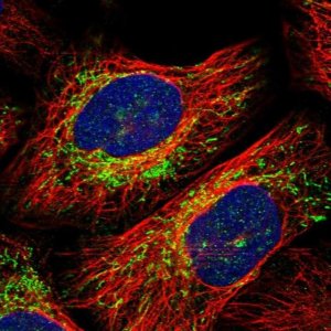 Anti-YIPF2 antibody produced in rabbit 