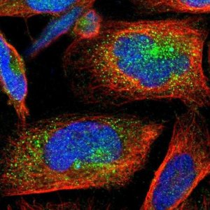Anti-YIPF6 antibody produced in rabbit 