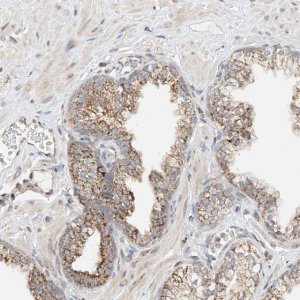 Anti-YIPF7 antibody produced in rabbit 