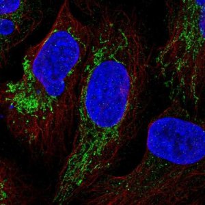 Anti-YJEFN3 antibody produced in rabbit 