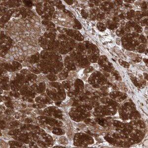 Anti-YKT6 antibody produced in rabbit 
