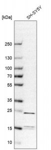 Anti-YKT6 antibody produced in rabbit 