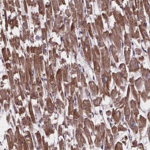 Anti-YME1L1 antibody produced in rabbit 