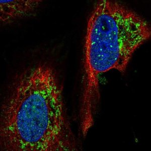 Anti-YME1L1 antibody produced in rabbit 