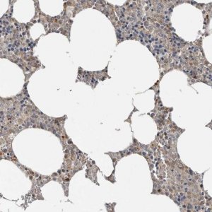 Anti-YOD1 antibody produced in rabbit 