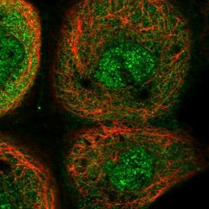 Anti-YOD1 antibody produced in rabbit 