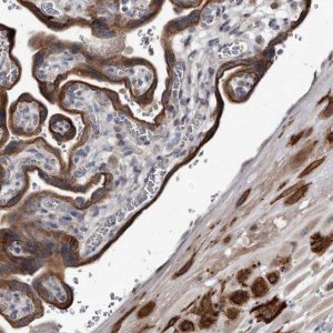 Anti-YPEL3 antibody produced in rabbit 